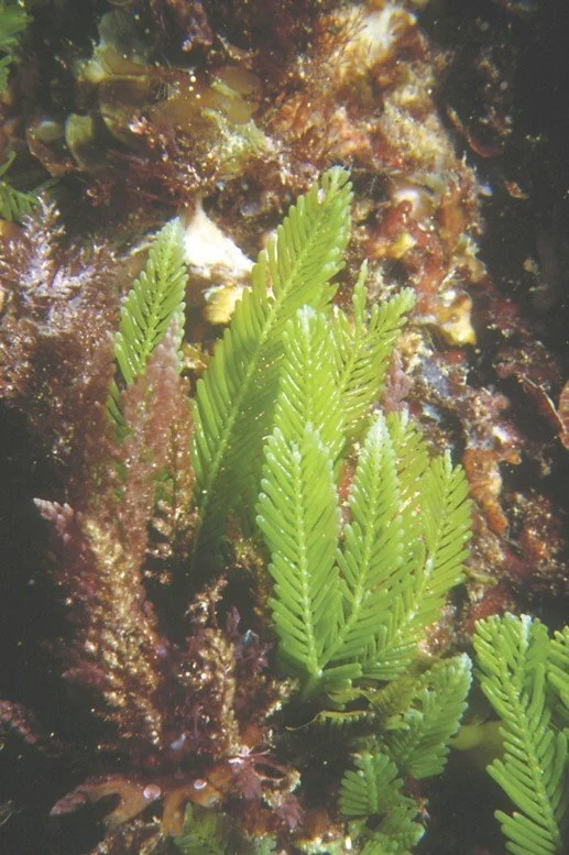   Native Caulerpa Articulata (Credit: Dr John Huisman)  
