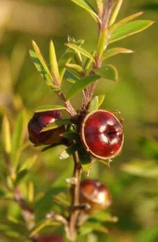en22-kanuka-and-manuka-03.jpeg