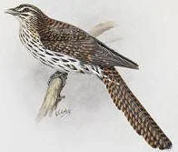   Long-tailed cuckoo (koekoea) from Te Papa collection. Illustration by George Lodge  