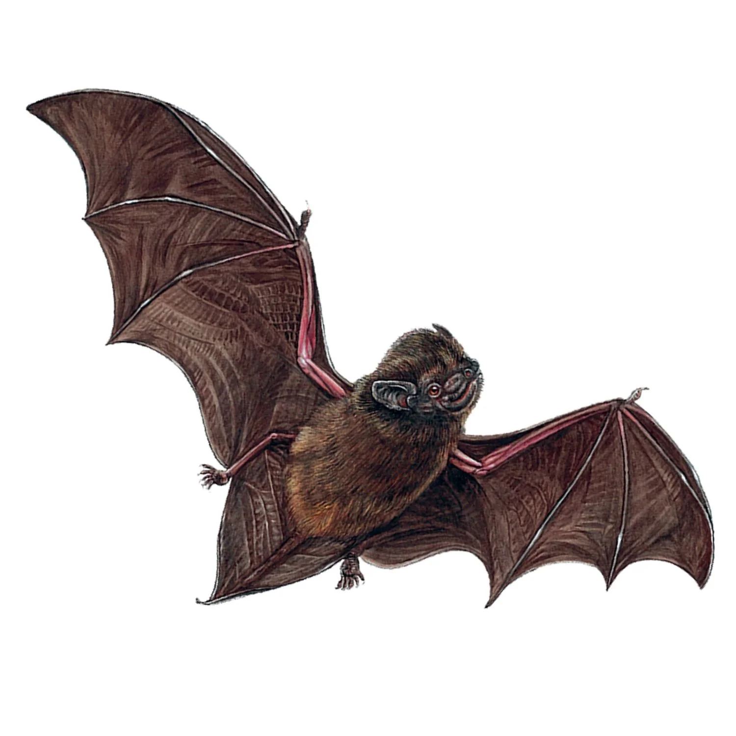 Pekapeka+-+Long-tailed+Bat.jpg