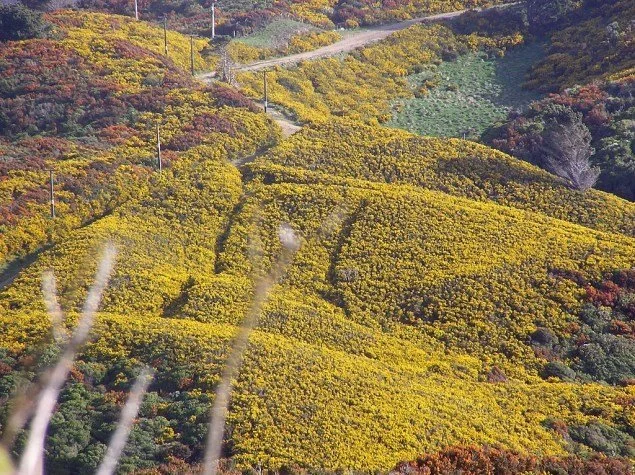   Yellow flowering gorse is a common species on Aotea and is one species favoured by fire (Credit: T Wills (Wikimedia Commons))  