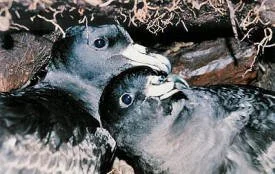 en27-black-petrel-02.jpg