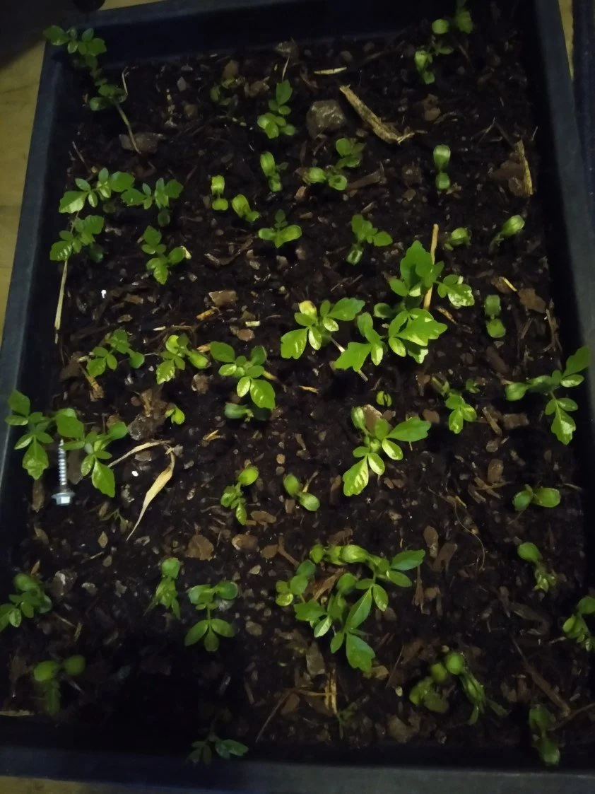   Kohekohe are relatively easy to grow - seedlings first appear two to three weeks after placing the seeds in bays (Credit: J Brooks)  