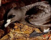  Black petrel on the nest. Data indicates a slow decline for this species ó the birdís main breeding colony is on Hirakimataís summit. 