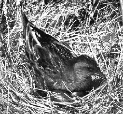 en06-the-birds-of-great-barrier-island-03.jpeg