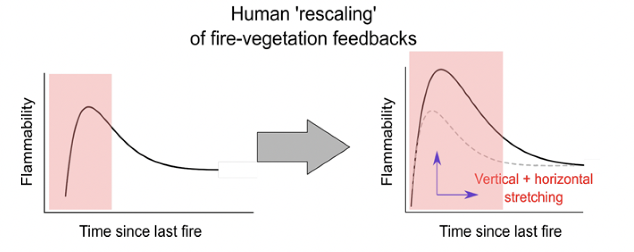   Figure 2: In New Zealand forests ,young vegetation is naturally more flammable than older vegetation and so there is a window (in red) in which fire risk is high. Over time, as the forest regenerates and composition changes, it becomes less flammable. Human activity has ‘stretched’ this curve so that regeneration is slower (e.g., through seed dispersal limits - ‘vertical stretching’) and so that the young vegetation is more flammable (e.g., through invasive weeds such as gorse – ‘horizontal stretching’).  
