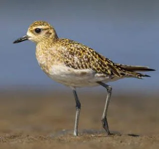  Pacific Golden plover Photo: Duade Paton 