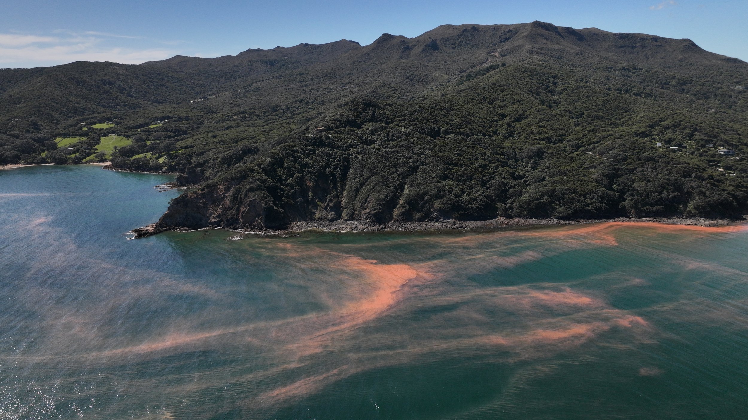 Drone images of Noctiluca in Okupe Harbour on 24 November 2025 (Credit: Manta Watch New Zealand)