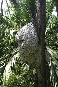 en18-yellow-jackets-in-a-papier-mache-castle-01.jpg