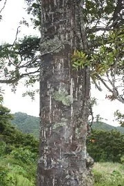 en16-kauri-killer-on-the-loose-02.jpeg