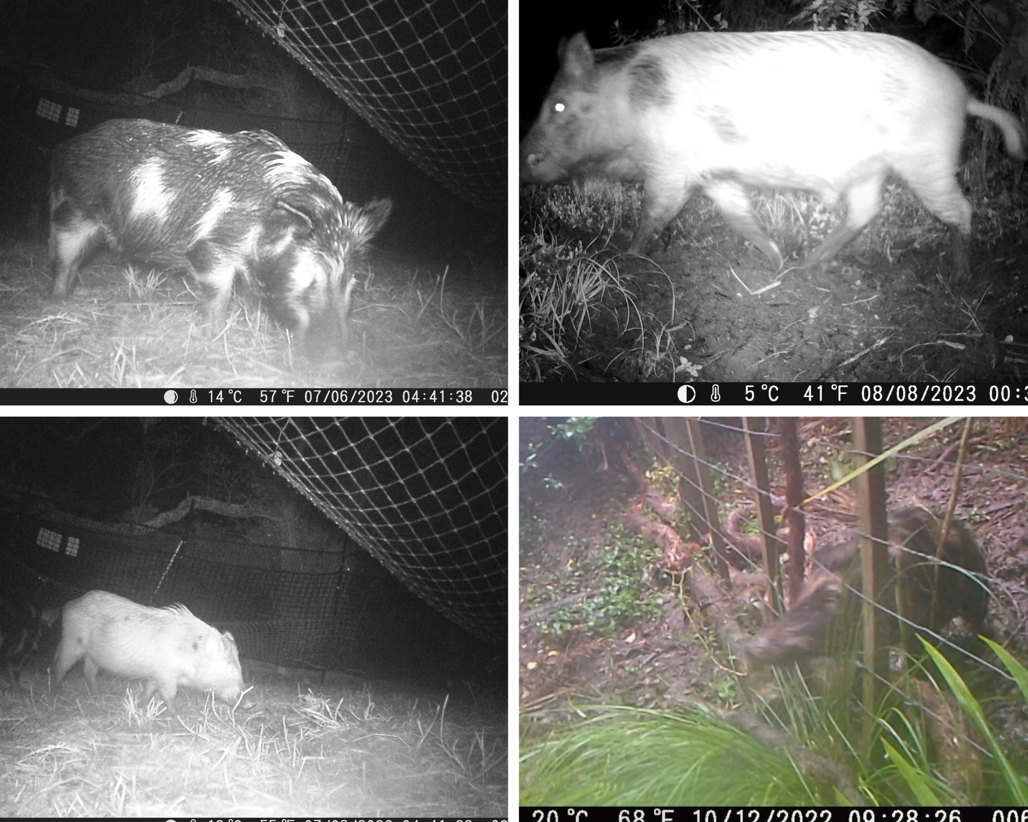   Pigs caught on trail camera (Credit: Kim Bannister)  