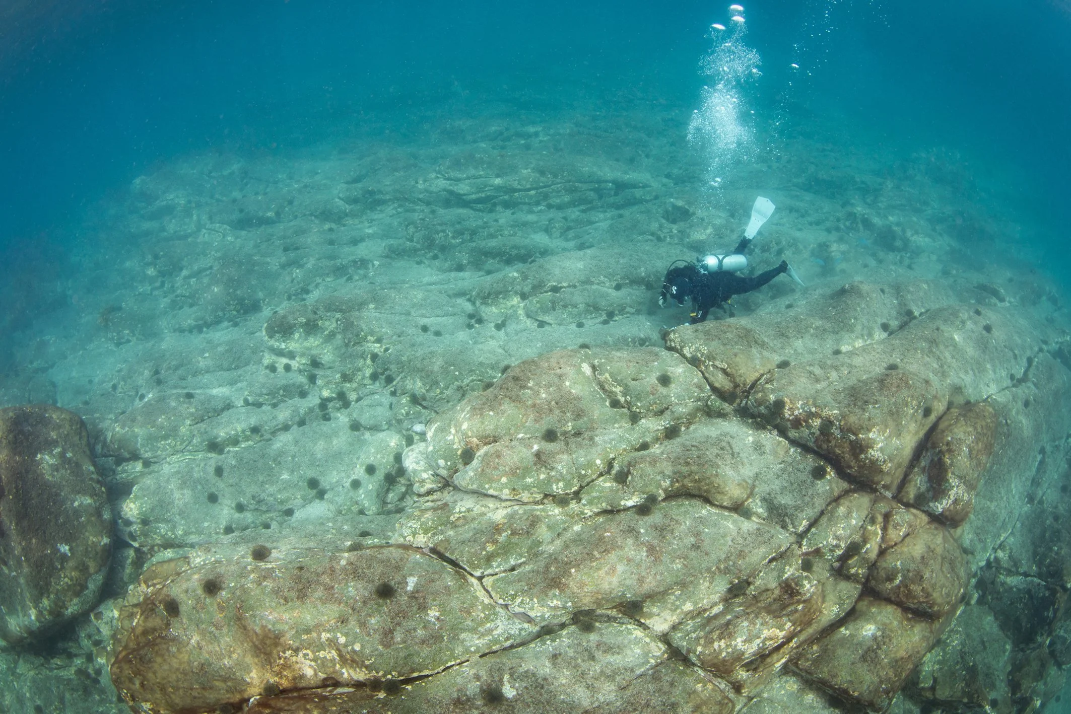   Kelp recovery on Hauturu reef following removal of kina - Removing kina (Credit: Paul Caiger)  
