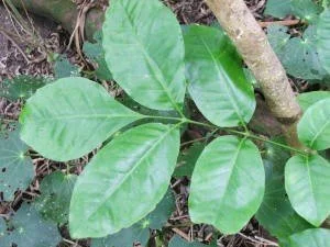   Kohekohe (Credit: Tiritirimatangi Open Sanctuary)  