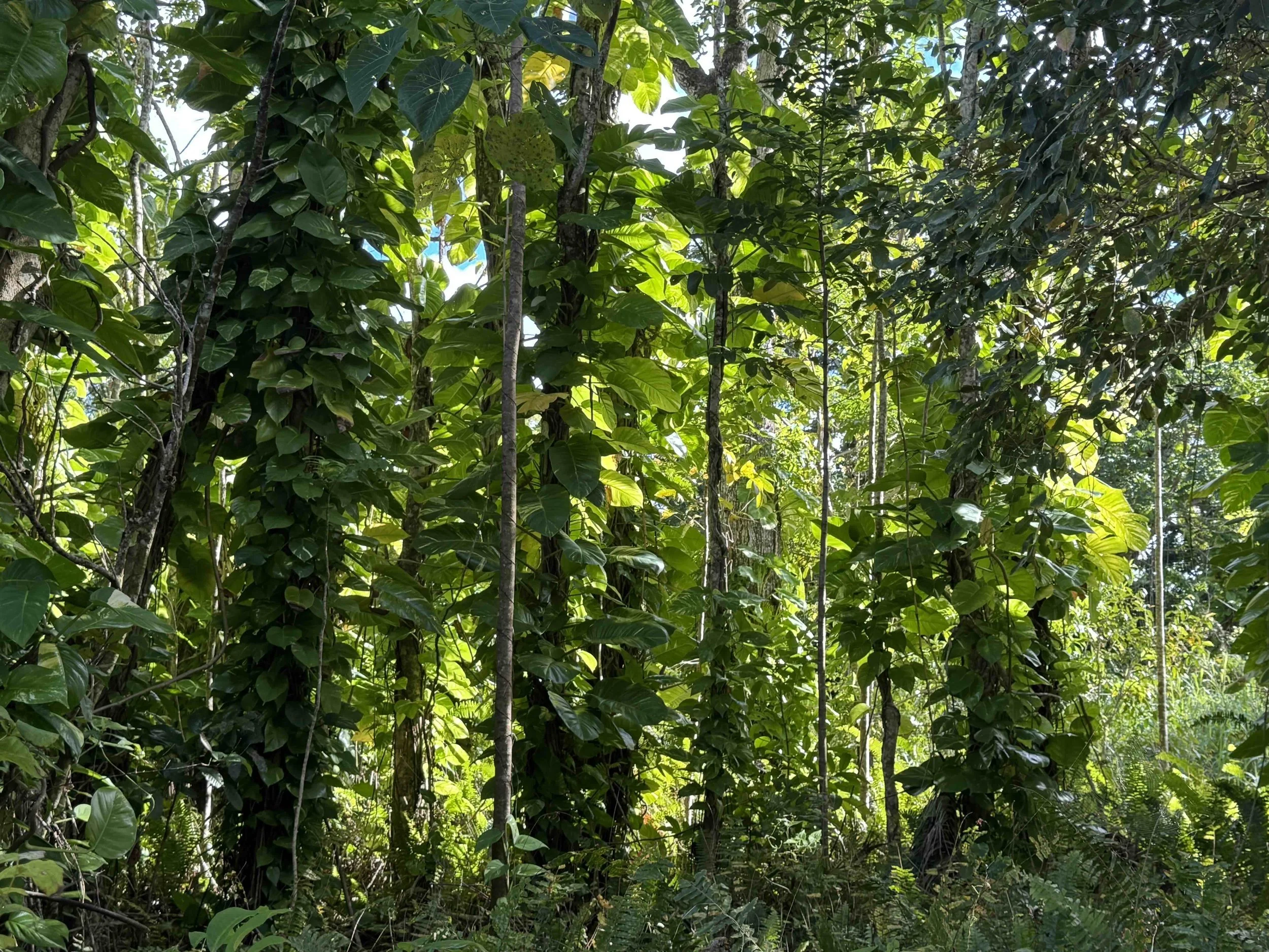 Taro vine in forest on Namukulu Road