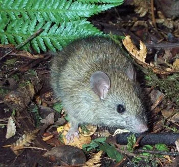  Kiore, the Pacific rat is similar and dominated by the black rat. 