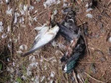  The remains of a kereru (native pigeon) killed by a feral cat. South Fork, Hirakimata. Photo: Kate Waterhouse. 