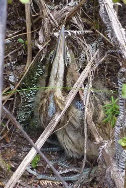   Photo of bittern chick taken on the hot-springs track on 16th January 2013. Thanks to Herman and the Allom family.  