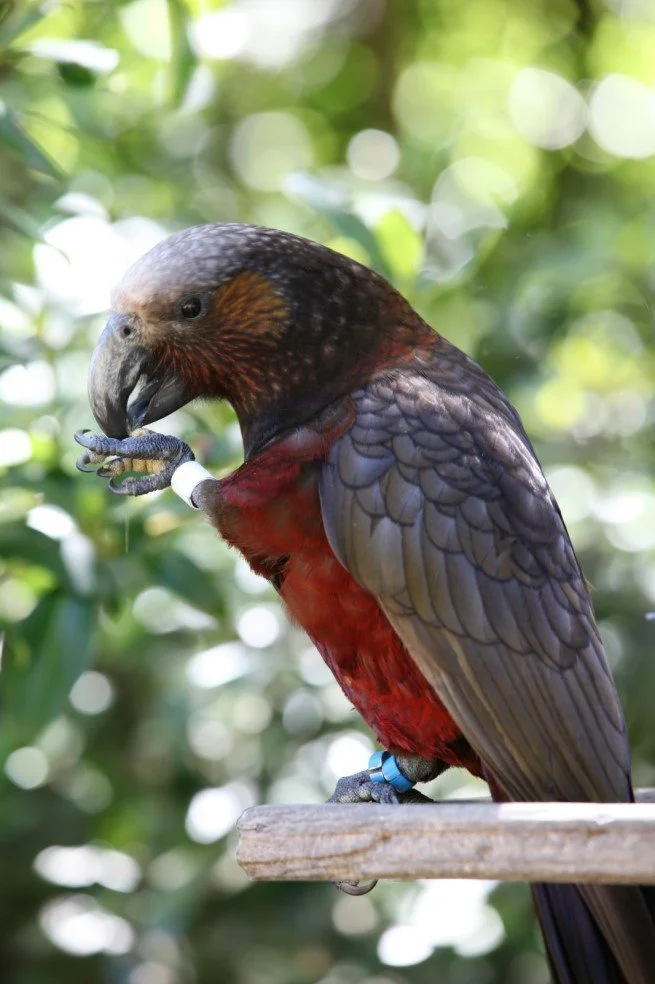   Kākā in Zealandia (Wellington) (Credit: Paul Huggins)  