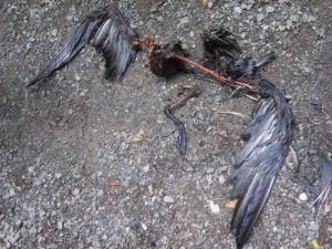  Feral cat predated black petrel on Hirakimata. Photo: Biz Bell 