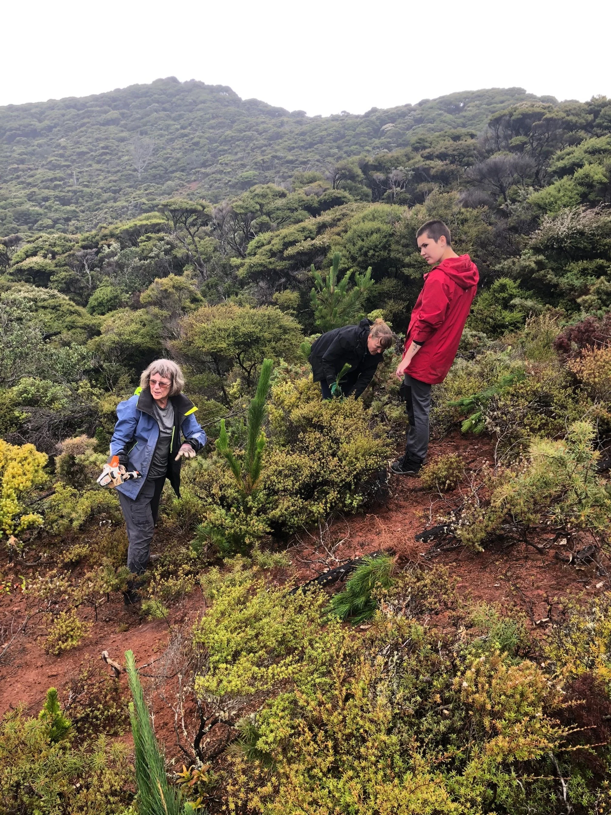 Frances McClure, Clara Safioti and Lotte McIntyre removing wilding pines (Credit: Barry Scott)