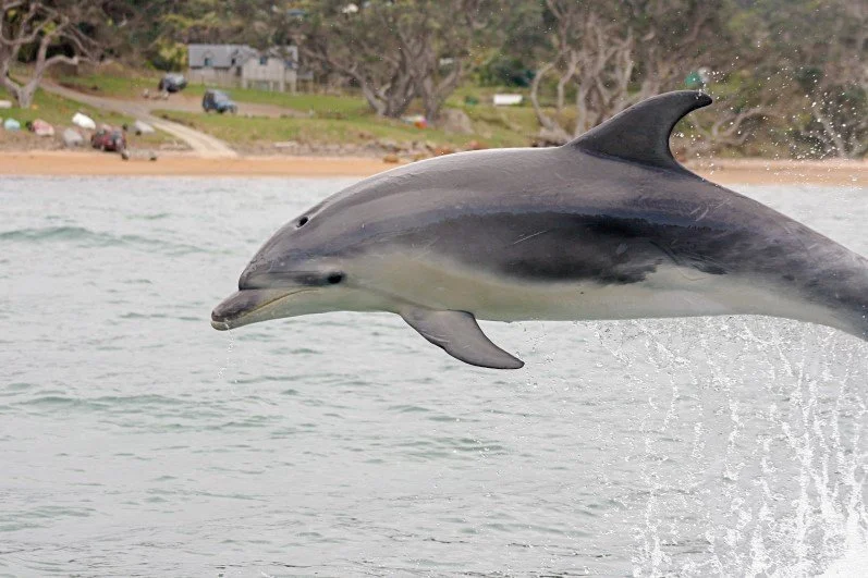   Bottlenose dolphins around Aotea: Bottlenose dolphin in Blind Bay (Credit: Sarah Dwyer)  