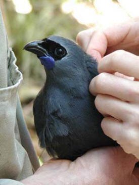   Kokako (Here being radio transmitter banded) have been successfully introduced into a rat-managed area in the Waitakere Ranges. Crown Copyright Department of Conservation, Te Papa Atawai Photo: Herb Christophers  