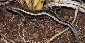 en38-aotea-island-of-lizards-12.jpeg
