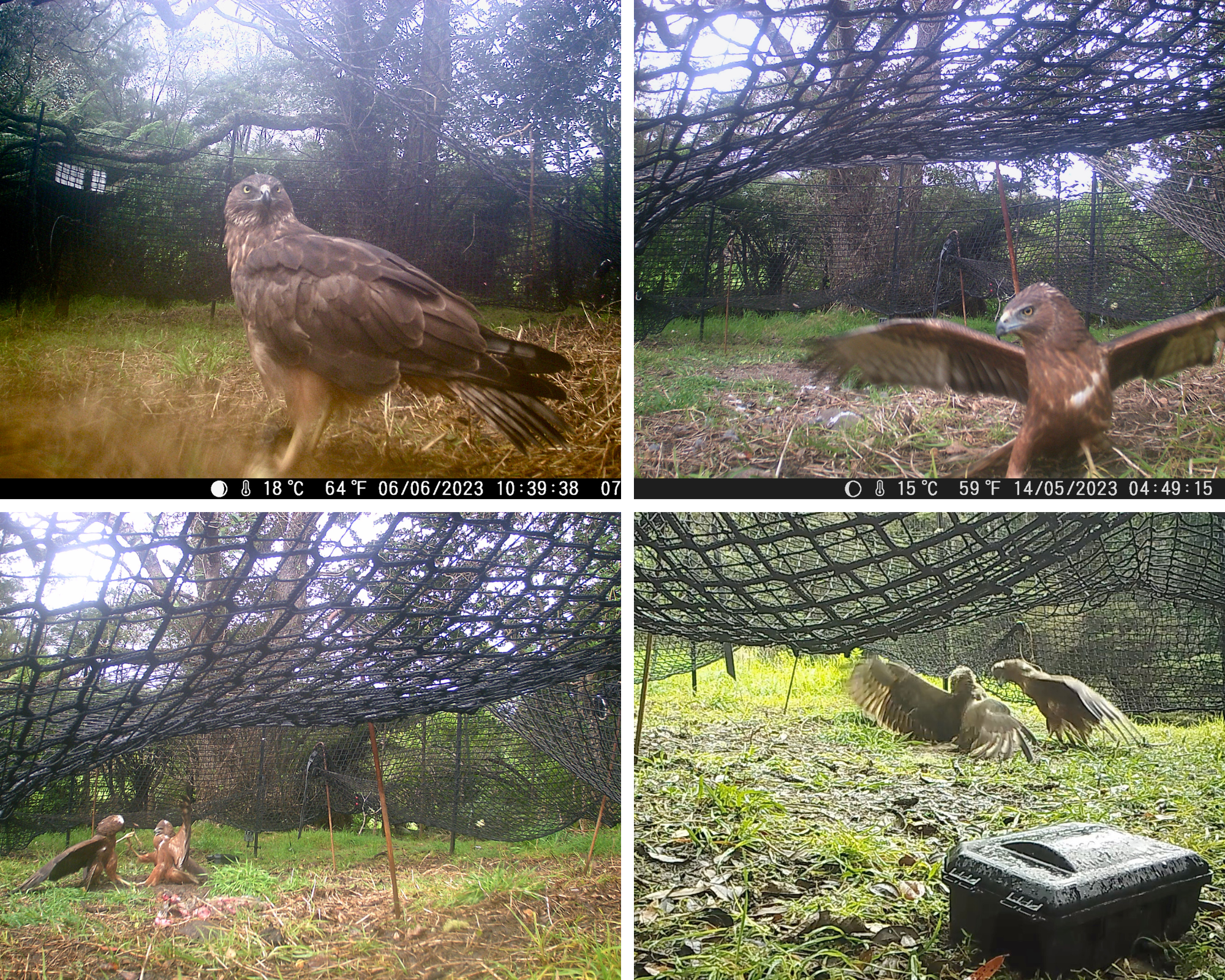   Kāhu caught on trail camera (Credit: Kim Bannister)  