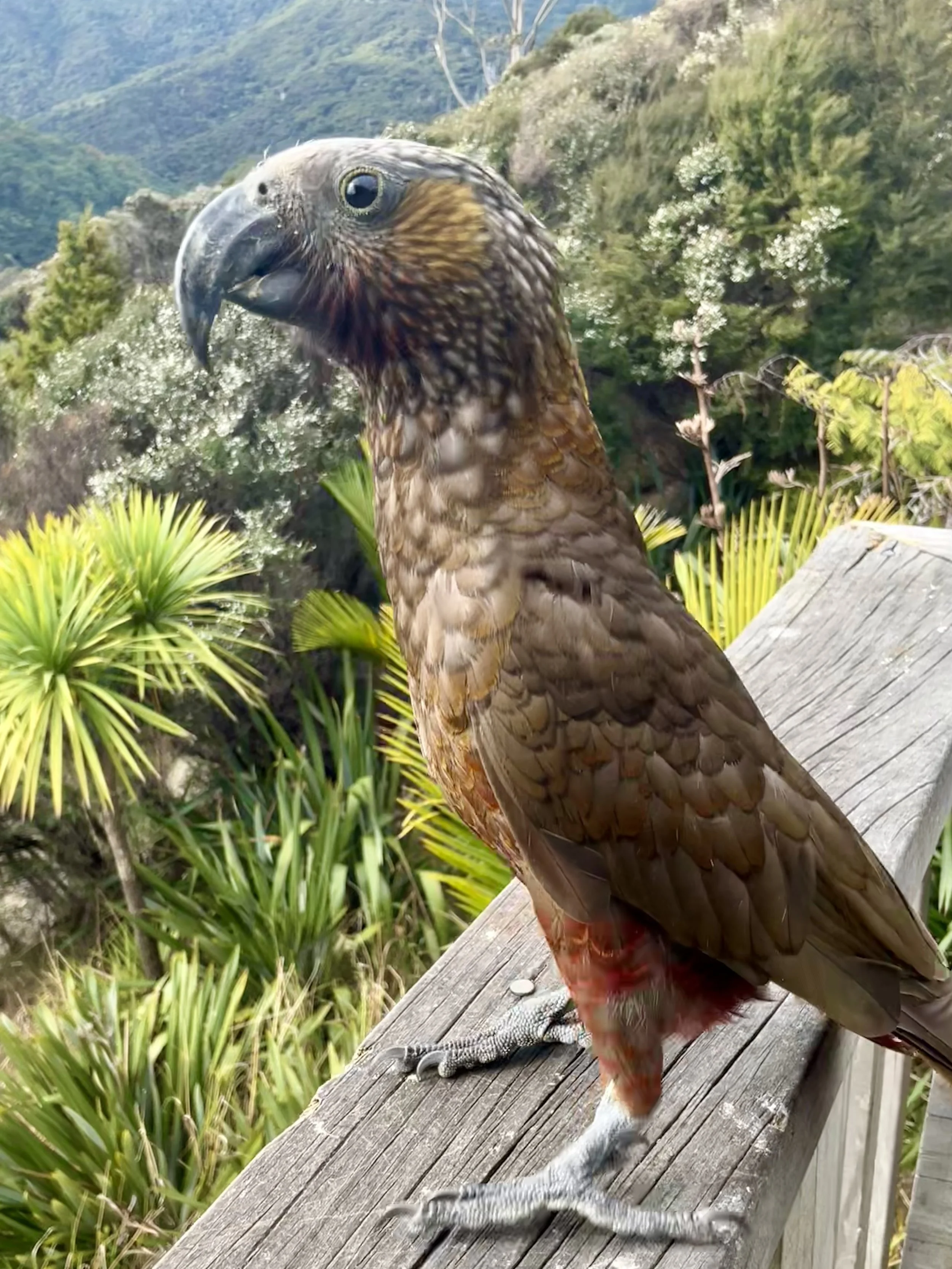   A kākā runt which is about half the weight of a normal bird  
