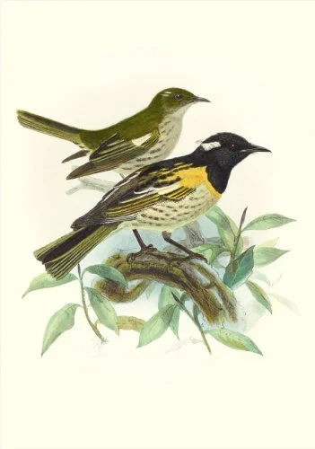   Male and female hihi from Buller’s Birds (Illustration: John Keulemans)  