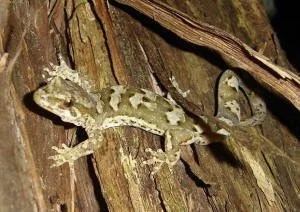 en38-aotea-island-of-lizards-10.jpeg