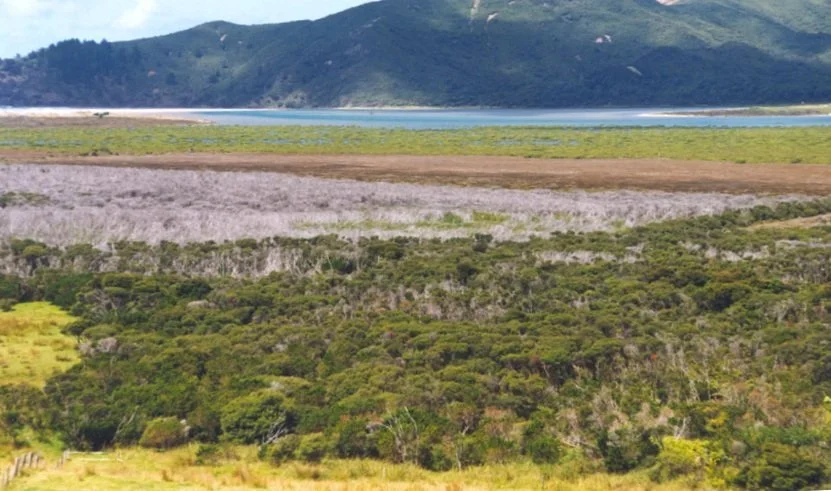   Whangapoua vegetation sequence from Mabey Rd. (1999). The bright green mangroves (middle distance) are followed by brown salt-meadow, then by mānuka and fresh-water swamp in foreground. The grey central area is dead mānuka, a consequence of sea-water incursion in 1997. Okiwi spit is just visible on the far left.    