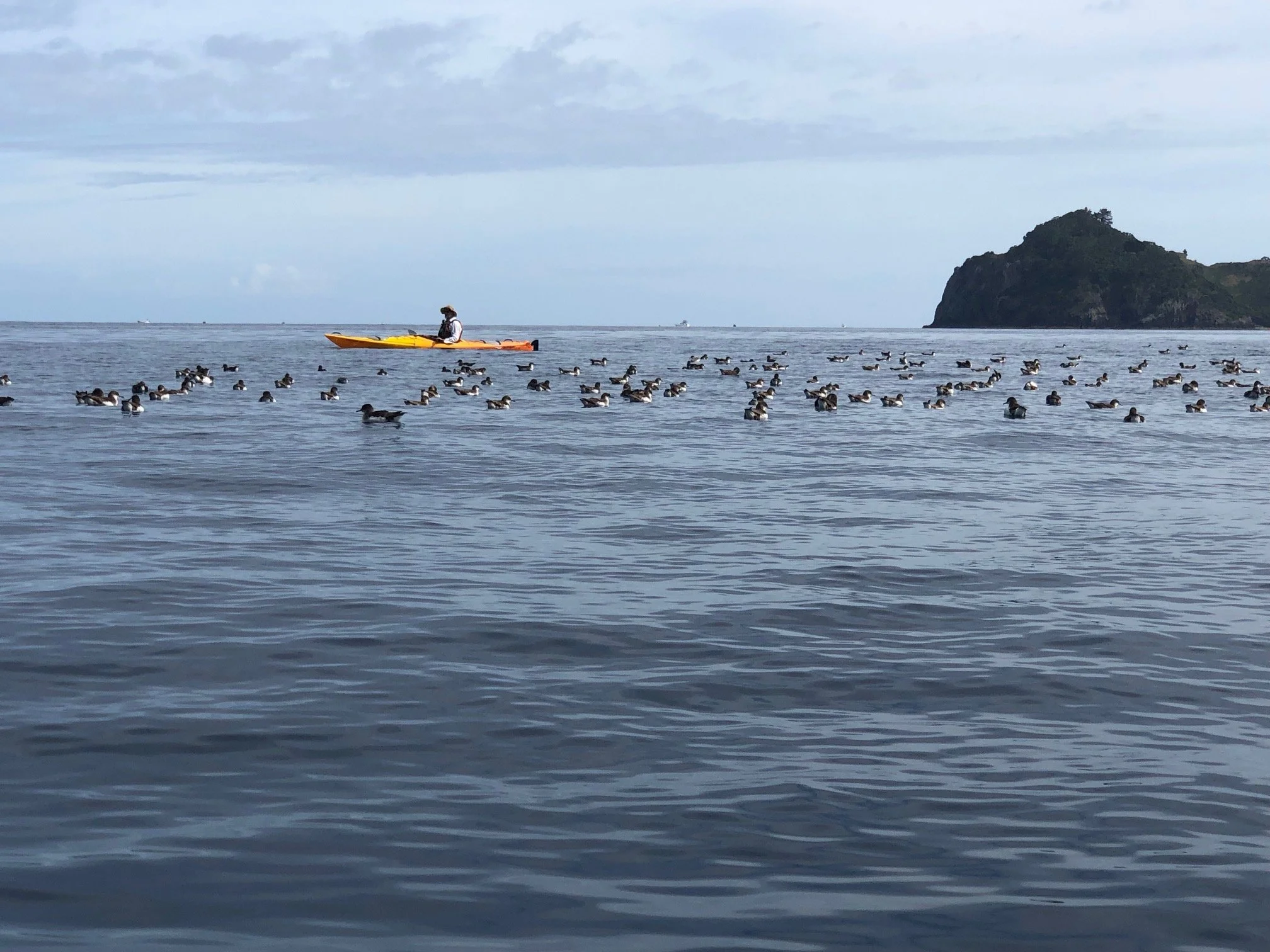   Fluttering shearwaters in Port Abercrombie (Credit: Barry Scott)  