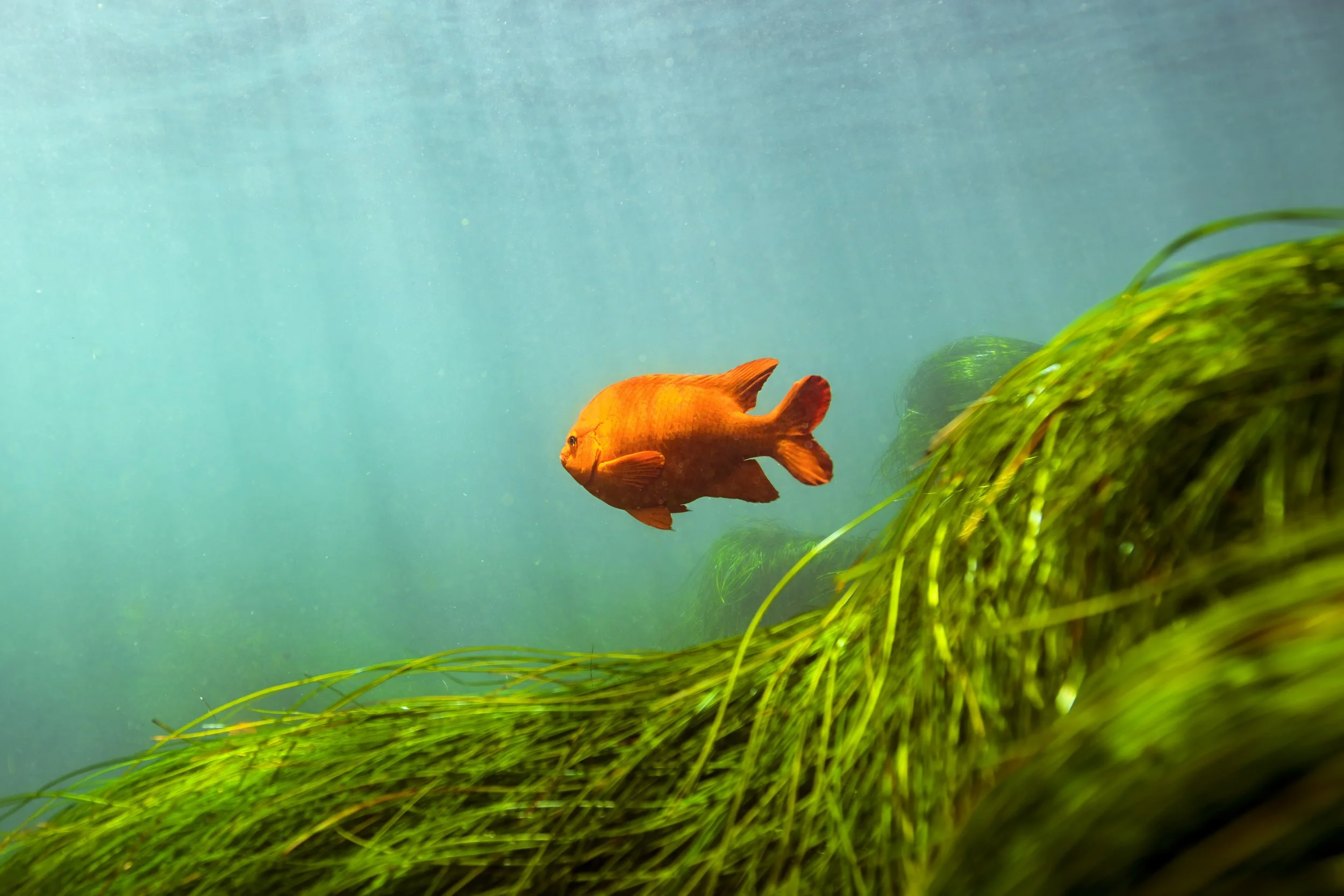 La Jolla Lions_6.jpg