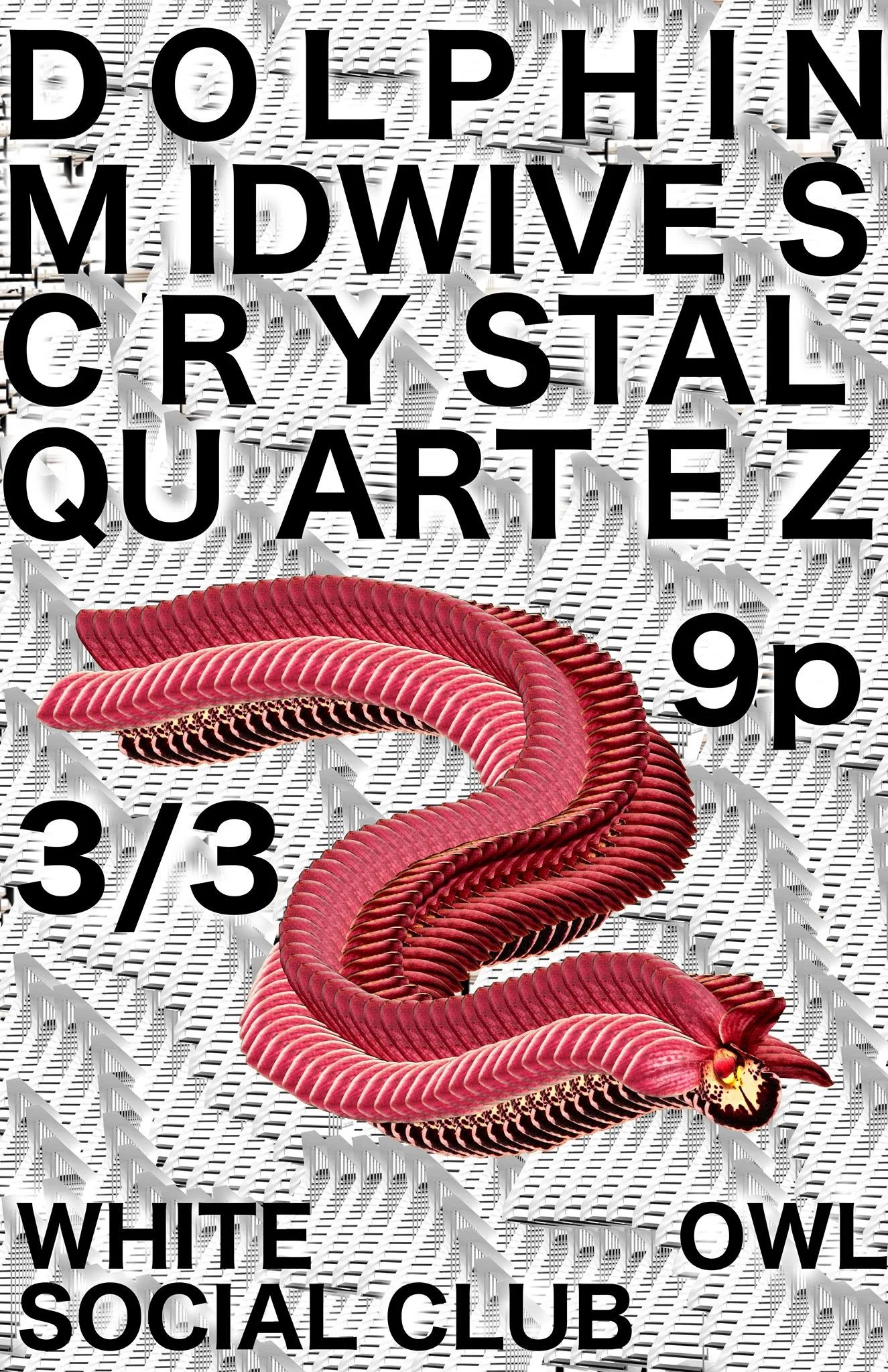 Dolphin Midwives | Crystal Quartez | Free Show