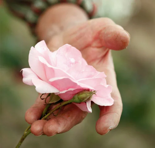 flower.jpg