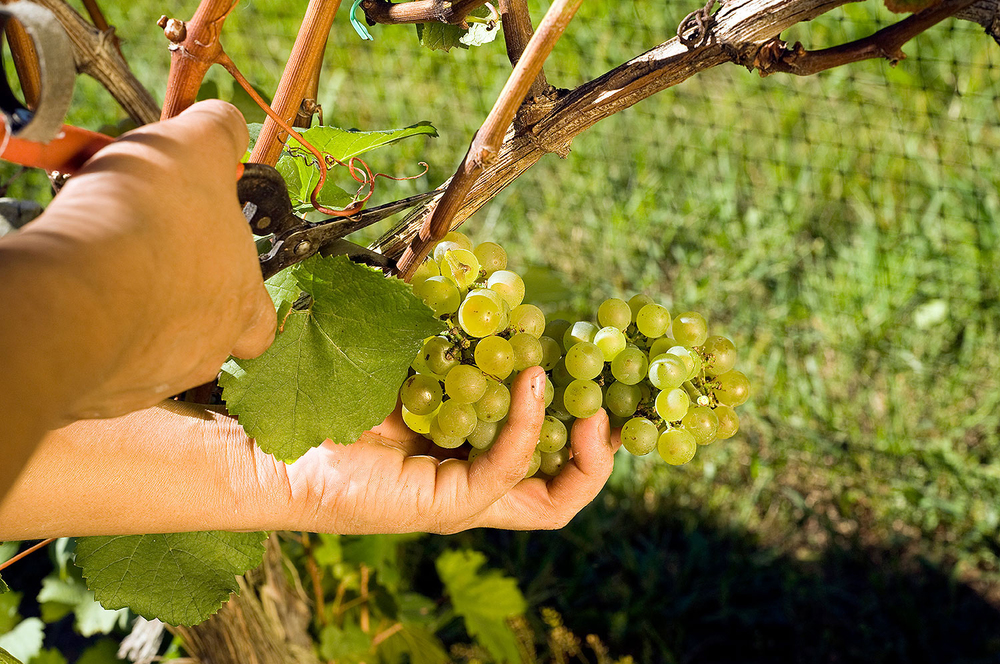 picking a chardonnay grape cluster