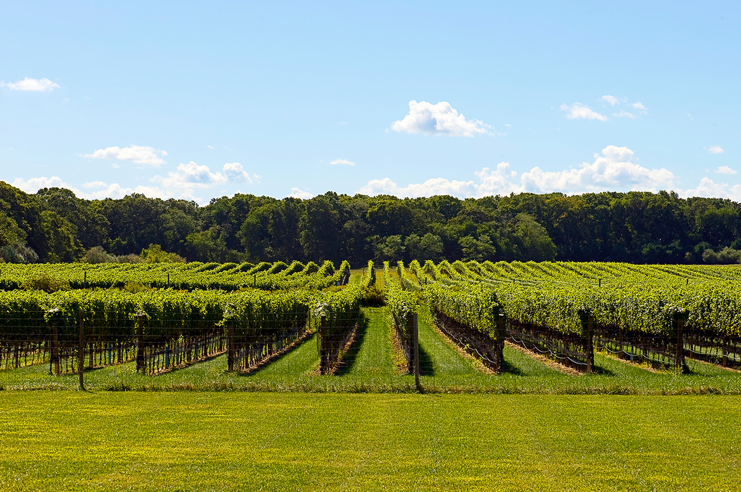 East Hampton Star In The News Channing Daughters Winery