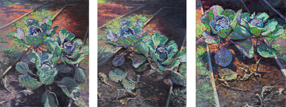 Cabbage.3.4.5