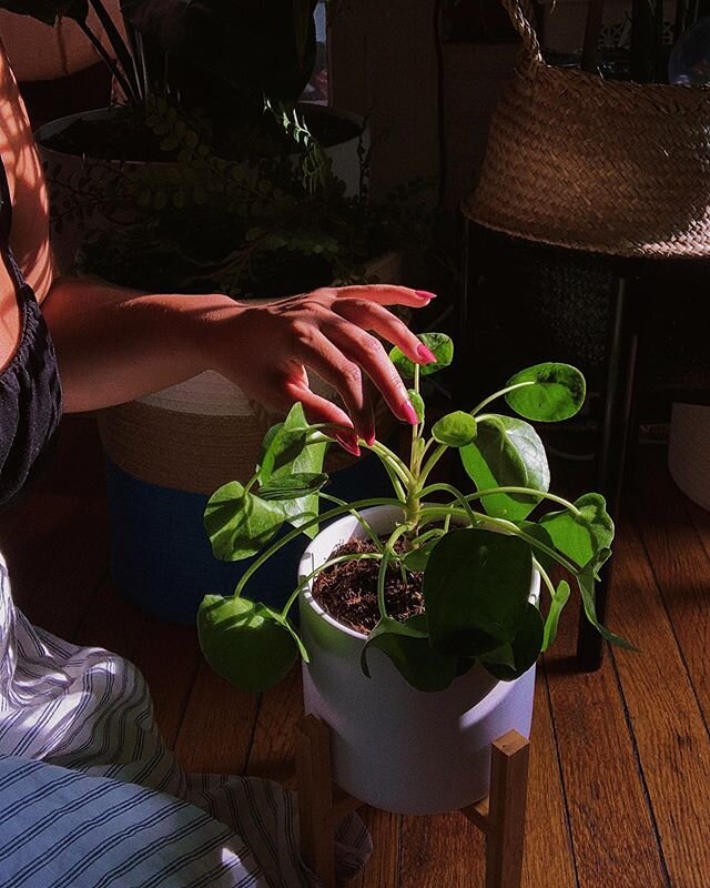 Growing up I had a cranky piano teacher who would always scream &ldquo;don&rsquo;t touch the plants!!!&rdquo; whenever I absentmindedly stroked the leaves of the palms that lined the wall next to the piano. I hated her and haven&rsquo;t gone near a p