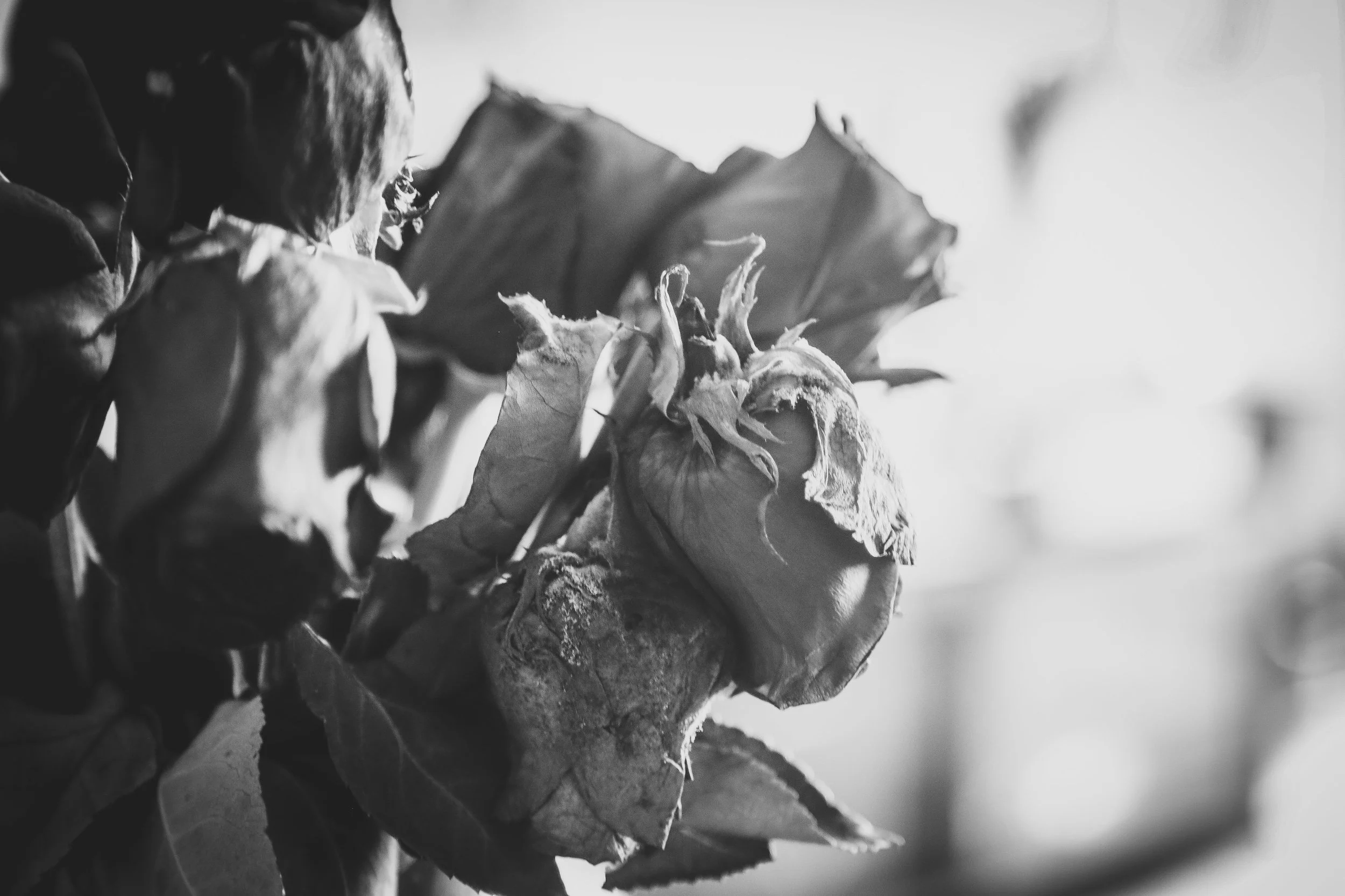Finding beauty in withered roses was one of the most difficult things I learned to do.