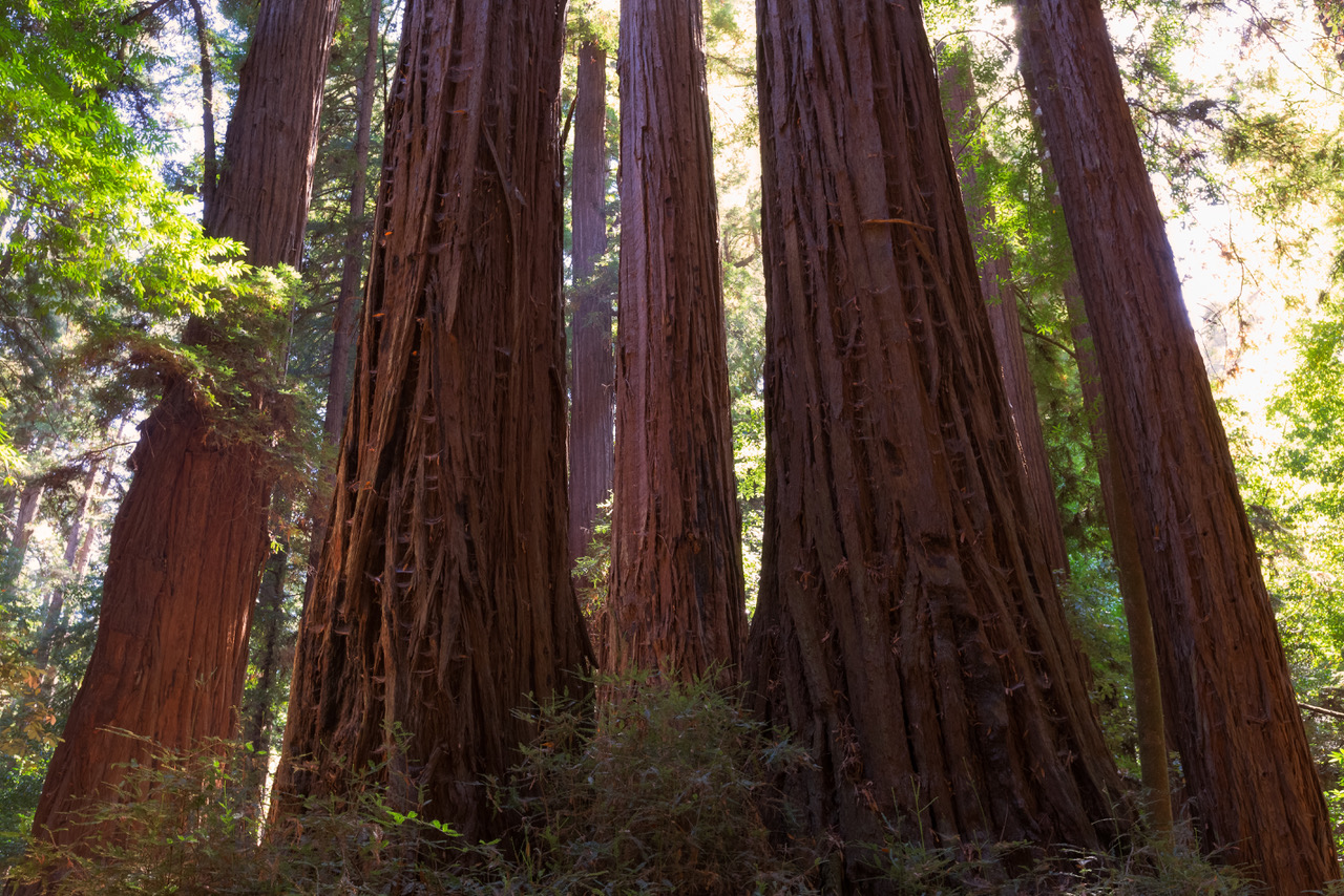 Redwoods at Henry Cowell copy.jpeg