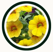 icon-annuals.jpg