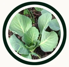 icon-annuals.jpg