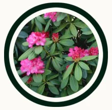 icon-annuals.jpg