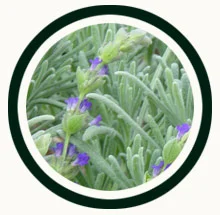 icon-annuals.jpg