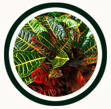 icon-annuals.jpg