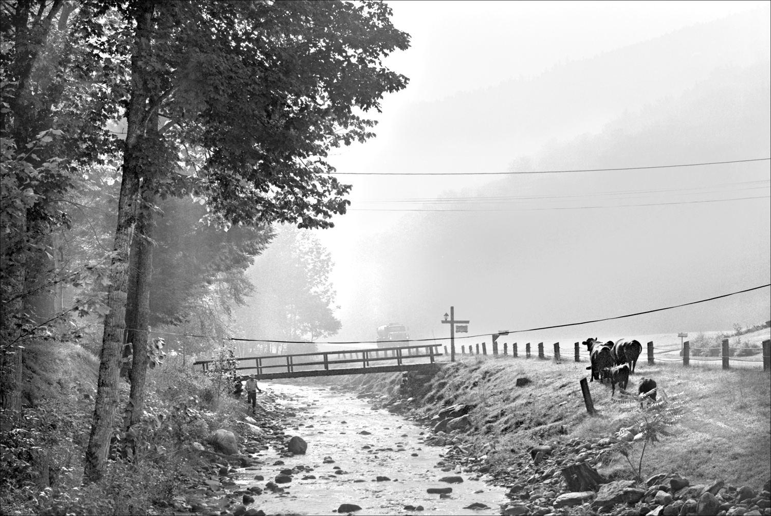 cows on the road.jpg