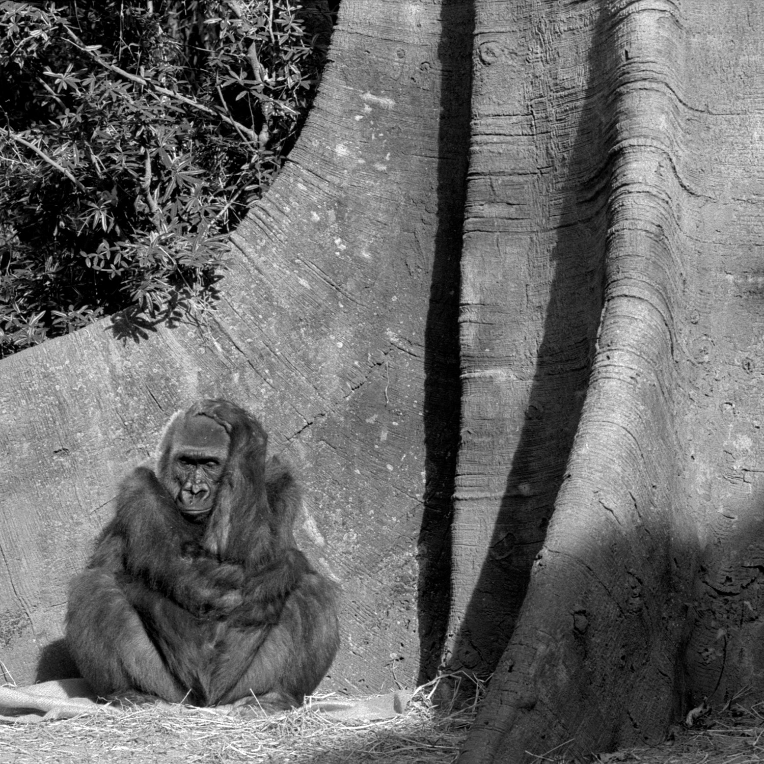 Bronx Zoo (75).jpg