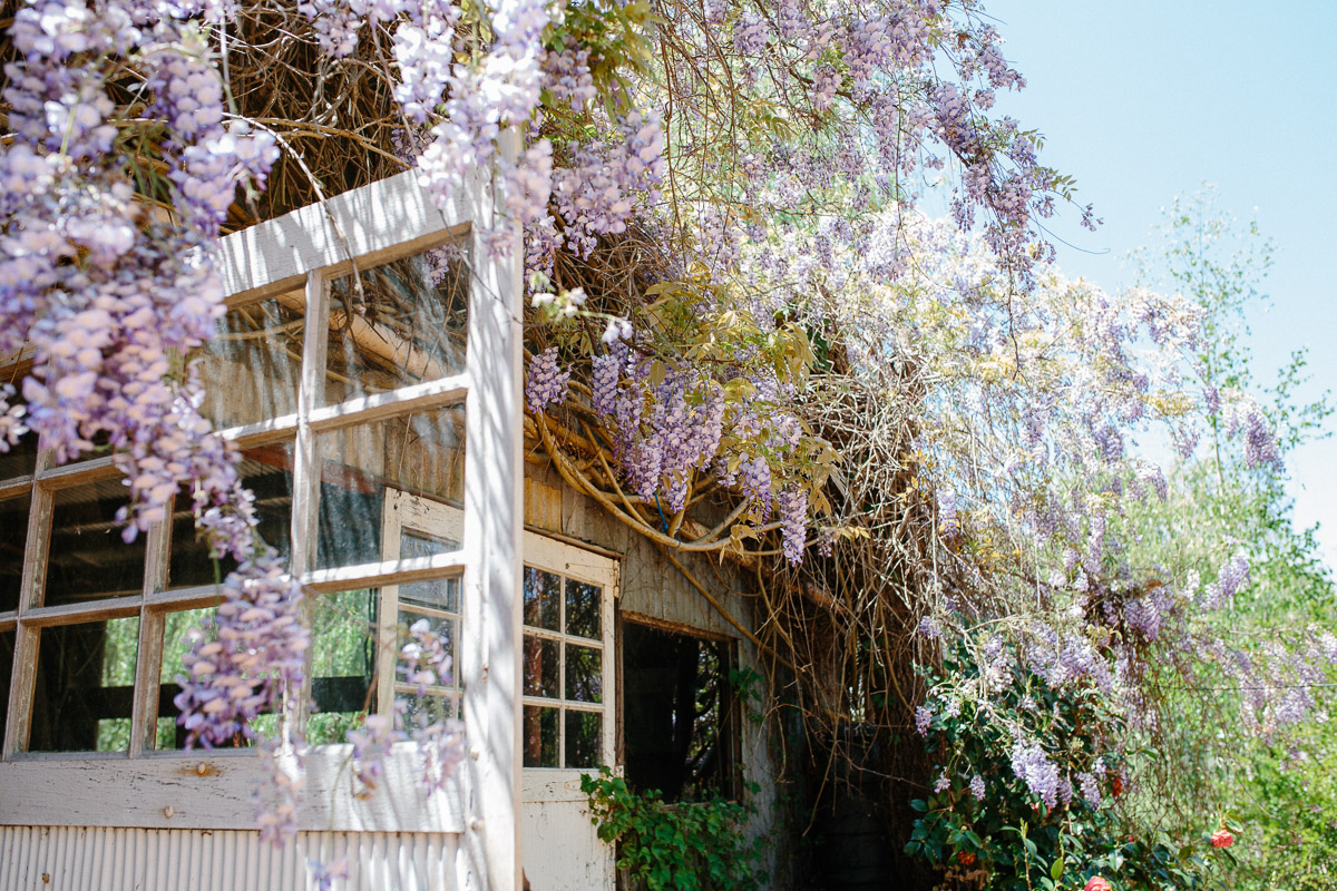 Wisteria-Perth wedding